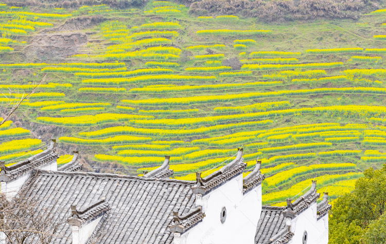 婺源建筑与油菜花摄影图