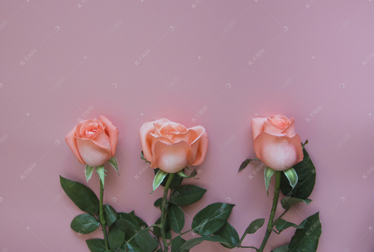 情人节玫瑰花摄影图