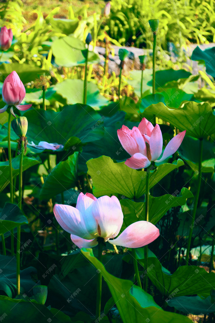 дɻʫʫȫ_дɻʫ_ʫɻдľ