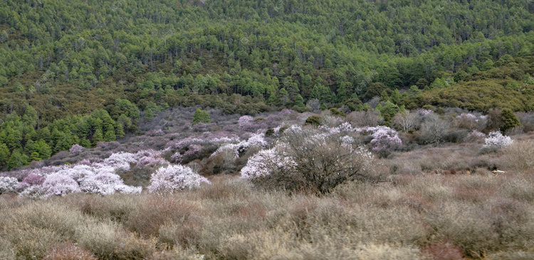 西藏林芝桃花谷摄影图