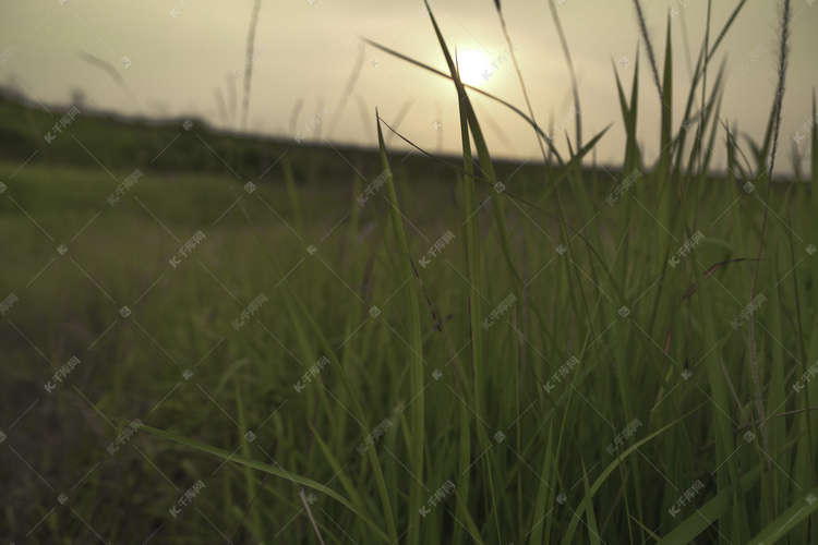 夕阳下小草摄影图