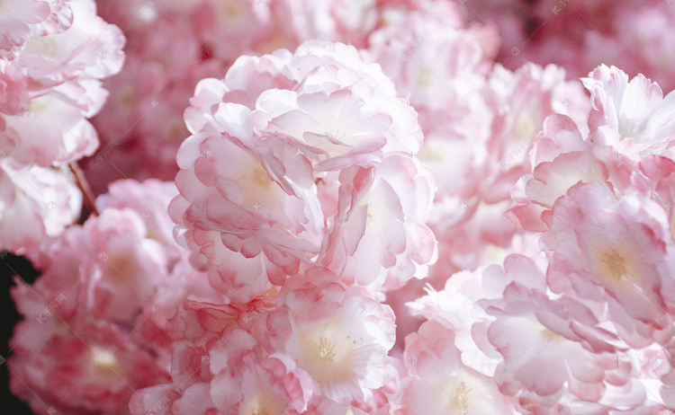 唯美樱花摄影图