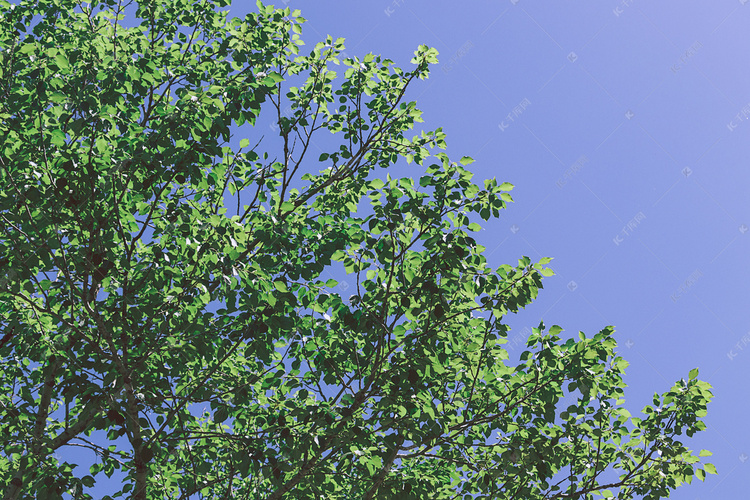 树叶蓝天绿叶摄影图