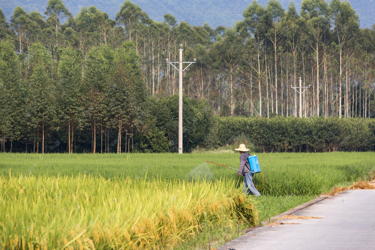 稻田喷洒农药摄影图