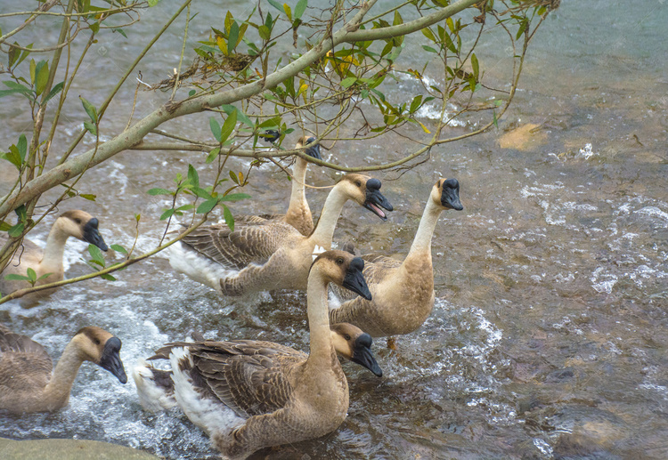 河流里一群鸭子摄影图