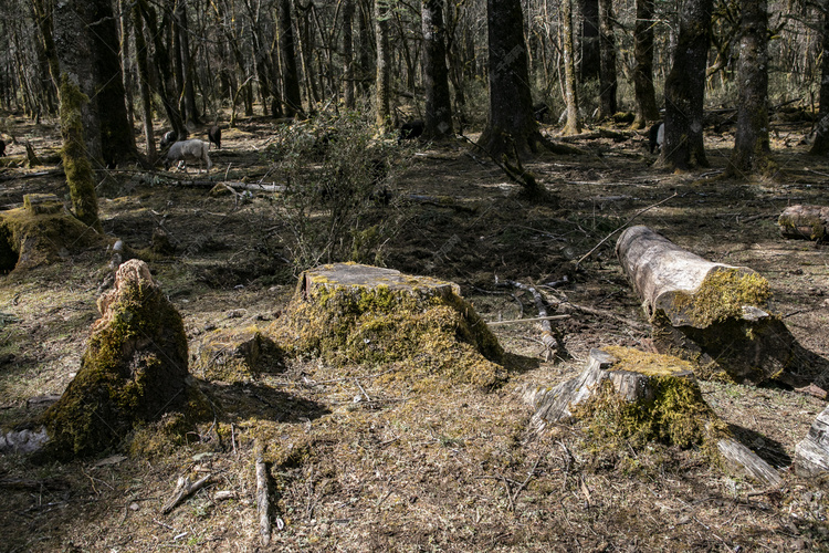 自然风光森林古树摄影图