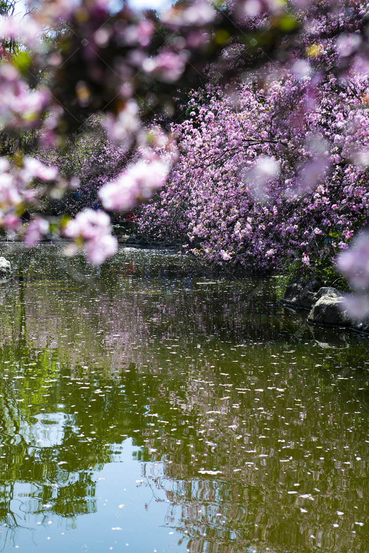 春天桃花繁花盛开自然风景摄影图