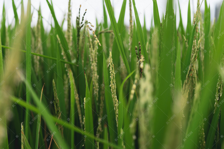 稻子摄影图