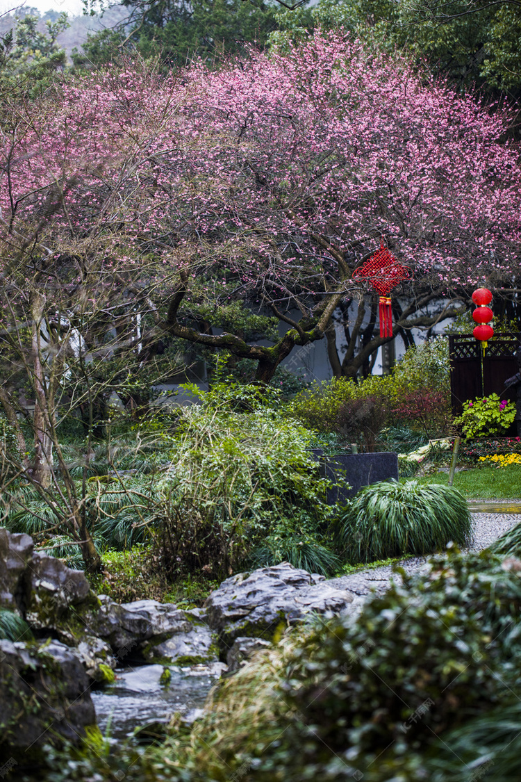 杭州植物园风景红梅草丛挂件摄影