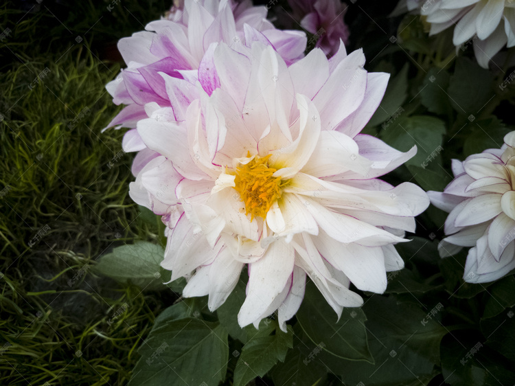 春季白色植物花朵自然风景摄影图