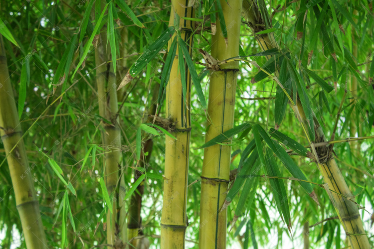 绿色风光竹林摄影图