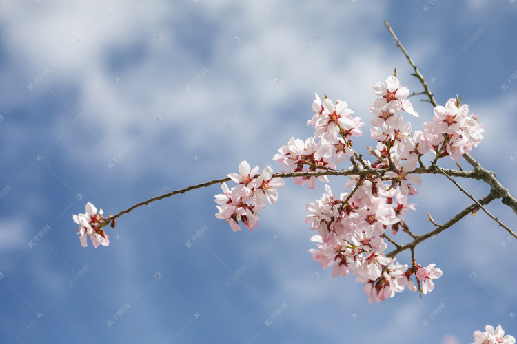 西藏林芝桃花摄影图