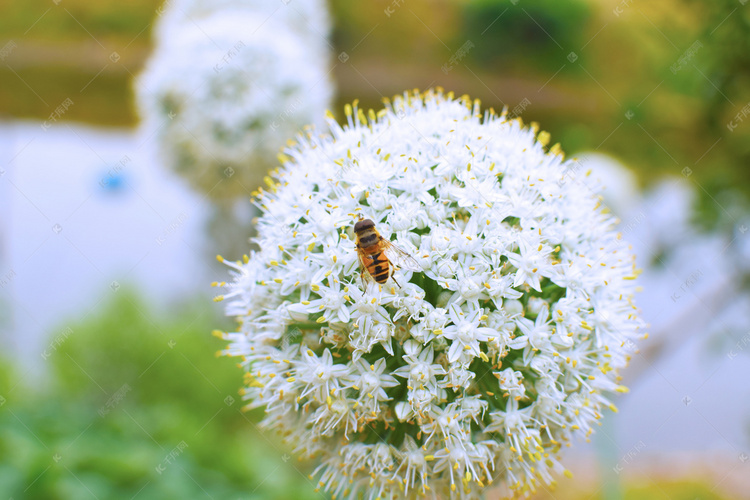 春天之蜜蜂采蜜摄影图