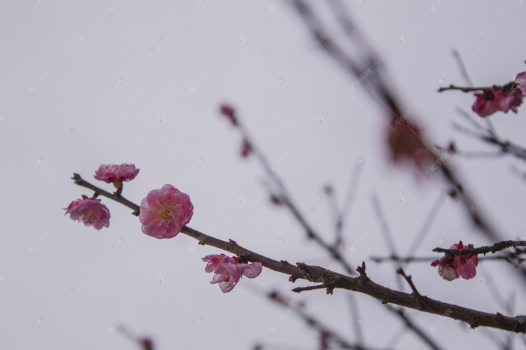 春天花朵特写自然风景摄影图