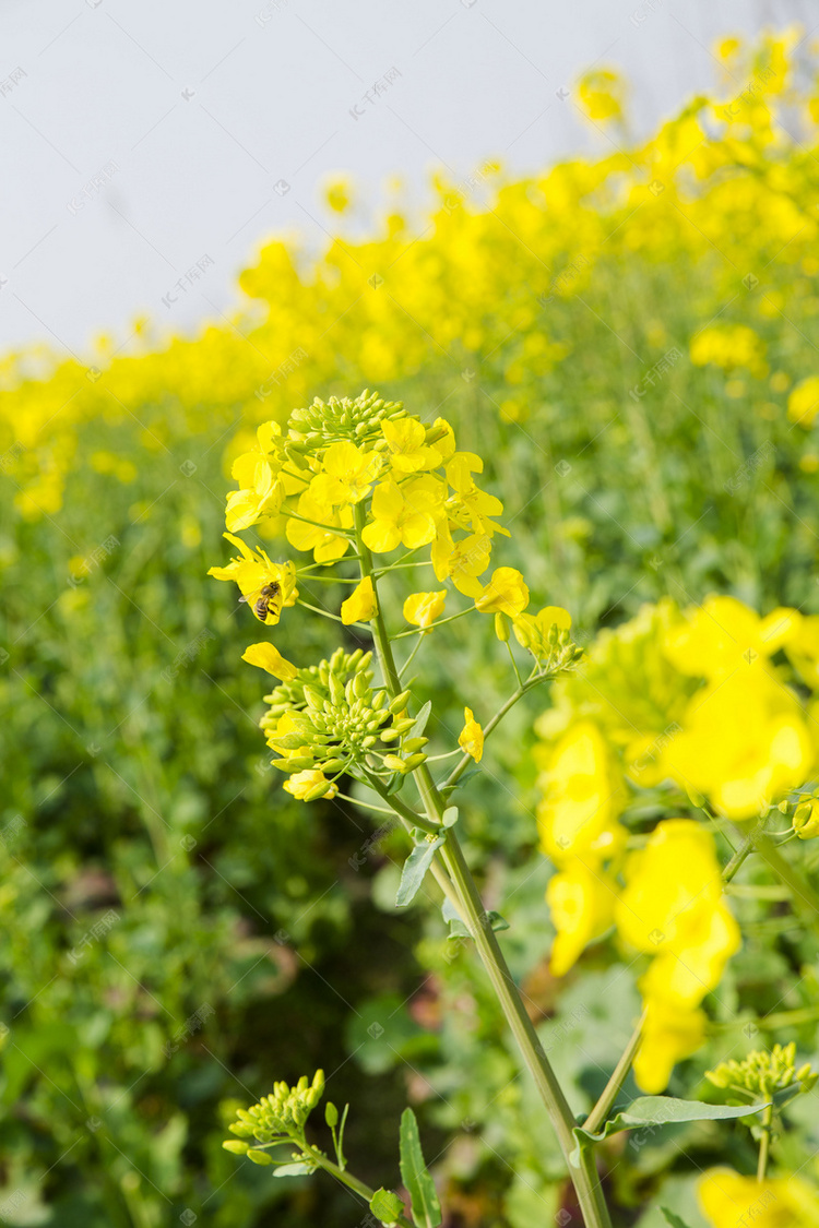 田野里黄灿灿油菜花摄影图