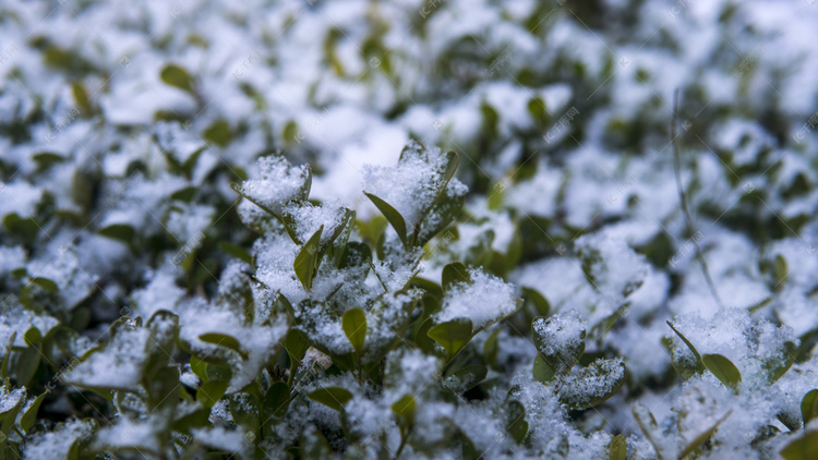 冬天雪后冬青树摄影图