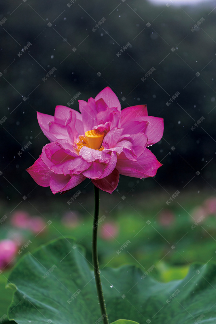 雨中荷花摄影图