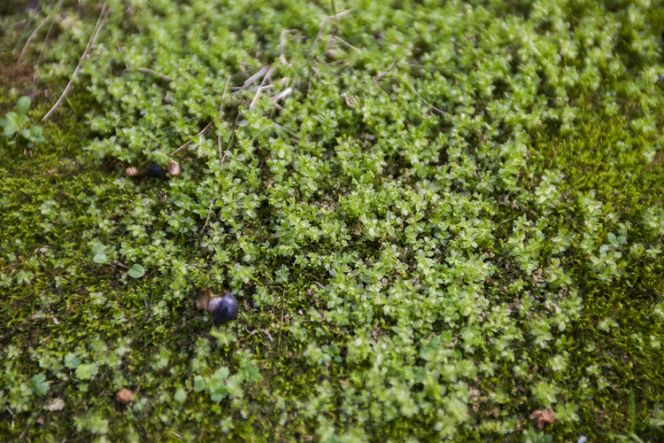 夏季绿色地衣微小植物自然风景摄
