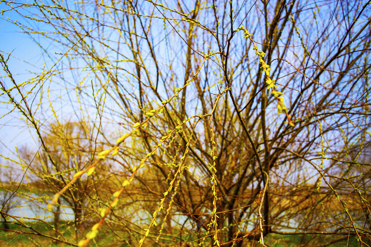 春天野外柳树发芽自然风景摄影图