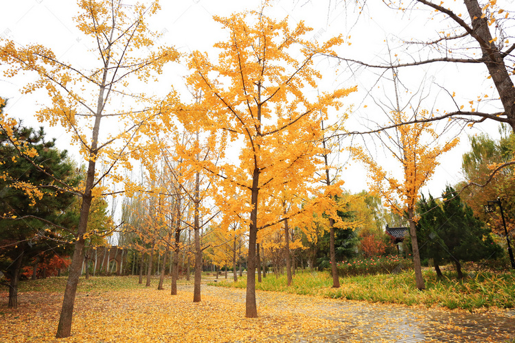 秋天黄色树木摄影图
