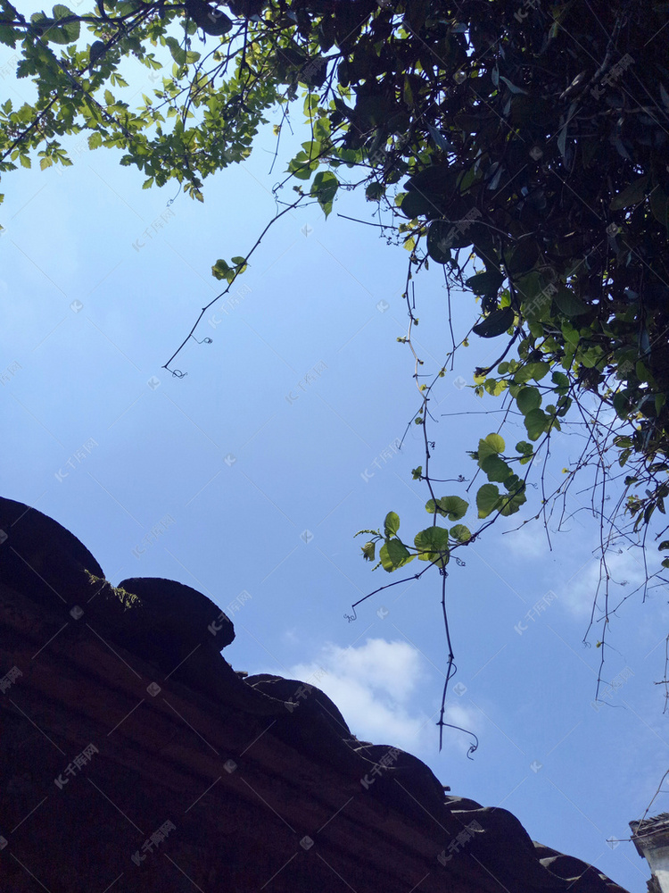 清新植物蓝天背景摄影图