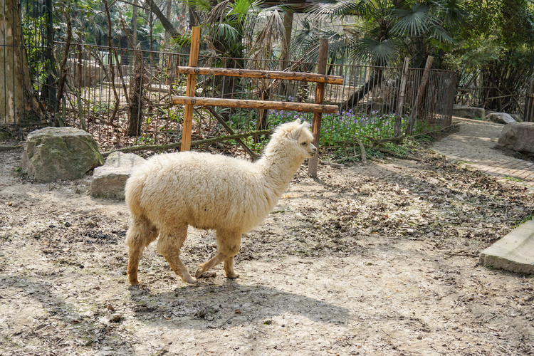 动物园里站着羊驼摄影图