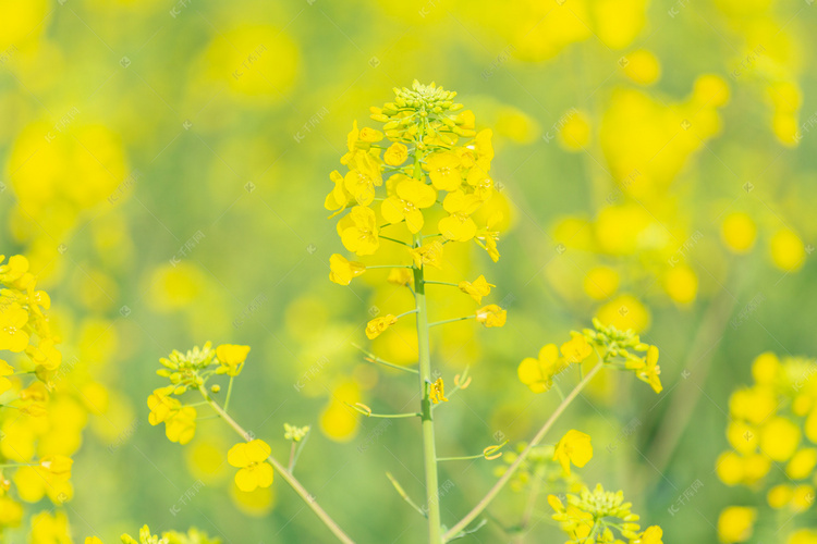 清新油菜花摄影图