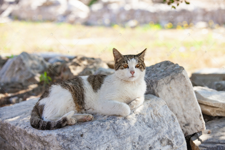 石头上一只花斑猫摄影图