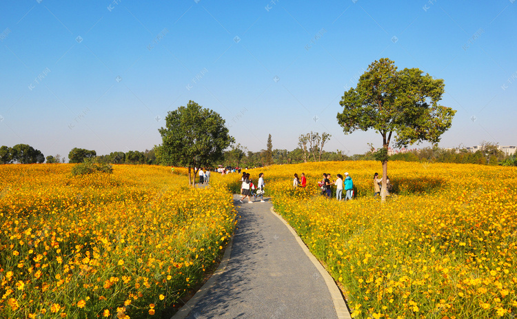 春天郊游油菜花摄影图