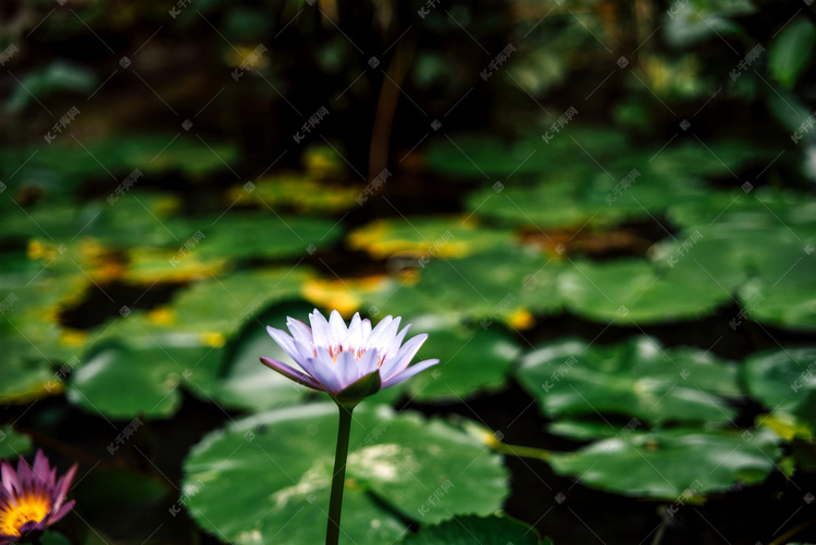 淡紫色莲花特写摄影图