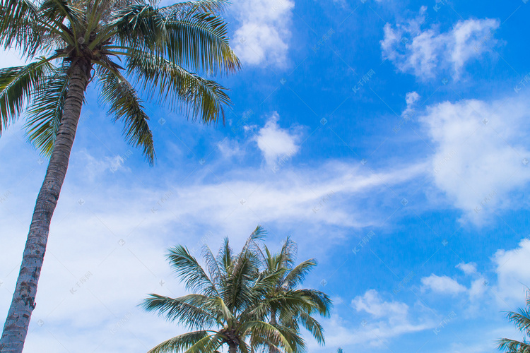 夏季蓝天椰子树摄影图