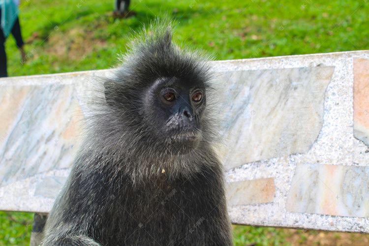 一只灰黑色猴子摄影图