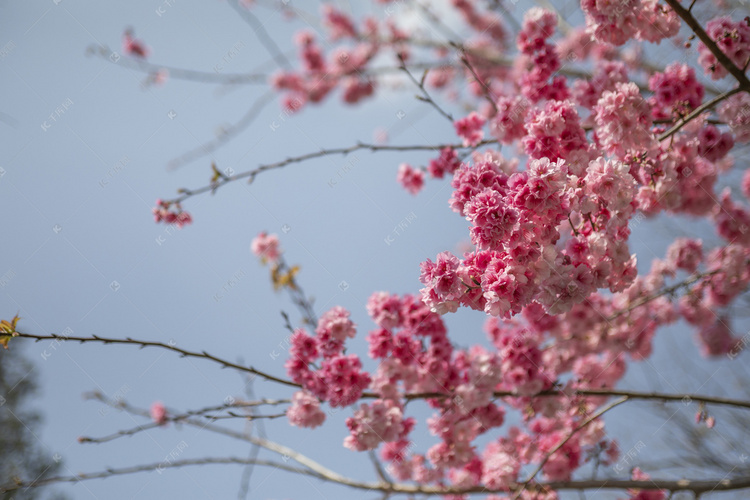 春天桃花朵朵繁花盛开摄影图