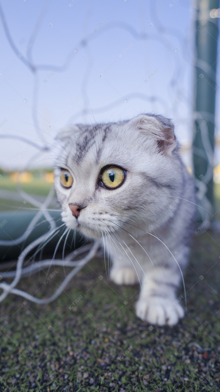 可爱小猫咪摄影图