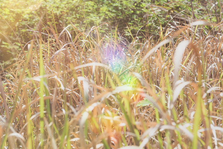 阳光下草丛摄影图