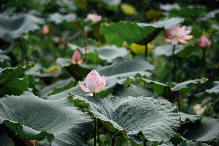 荷叶荷花摄影图