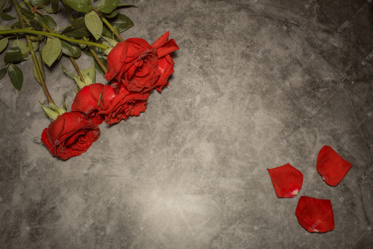 红色的玫瑰花摄影摄影图