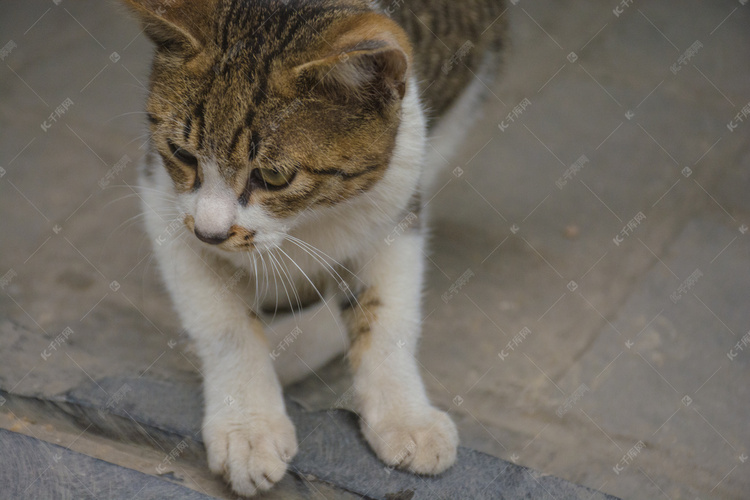 街边可爱小野猫摄影图