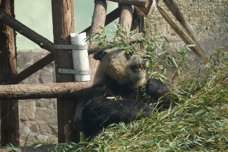 吃竹子野生动物大熊猫摄影图