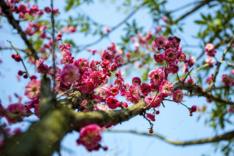 春天桃花朵朵开树木自然风景摄影