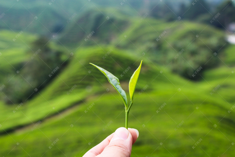 嫩绿新鲜茶叶摄影图