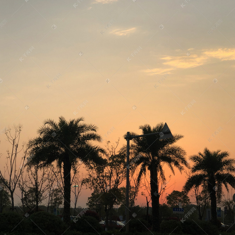 落日夕阳下树木剪影摄影图