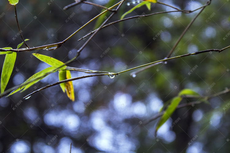 下雨天雨水打湿竹叶摄影图