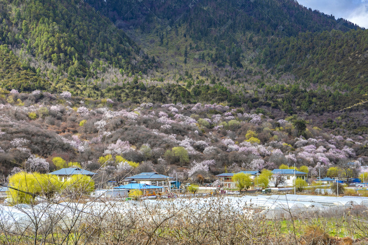 西藏林芝桃花谷摄影图