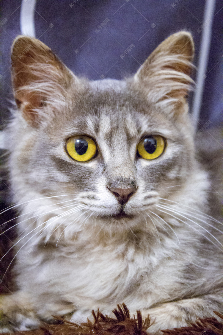 猫咪正脸摄影图