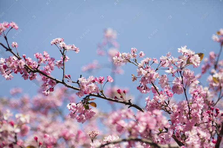 春天盛开桃花花枝自然风景摄影图