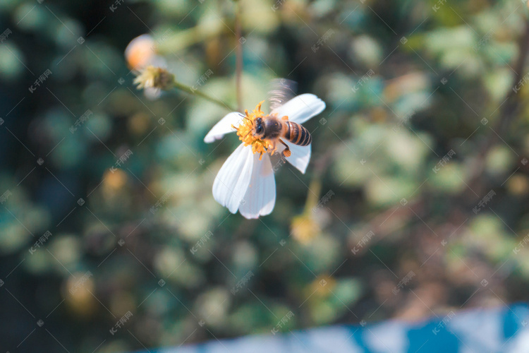 阳光下正在采蜜蜜蜂摄影图