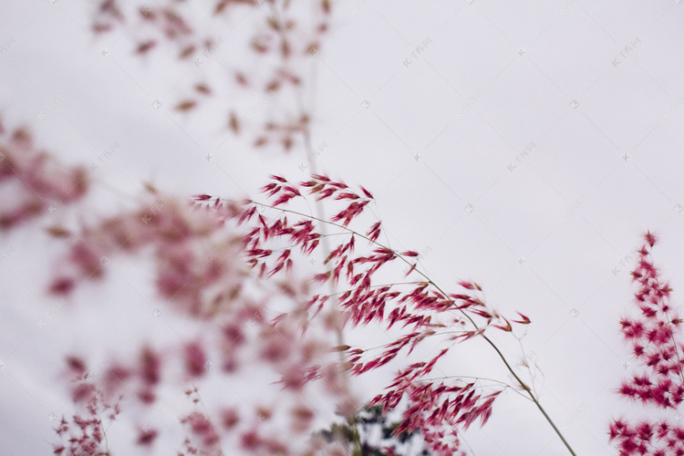 红色小花特写自然风景摄影图