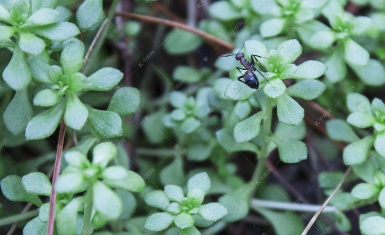 草叶上的蚂蚁自然风景摄影图