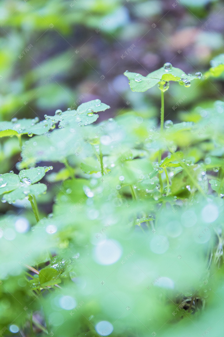 雨天三叶草摄影图